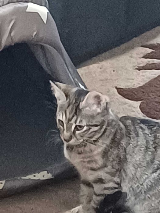 Две котета женски