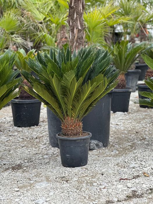Tuia Leylandii -Perfecta pentru curtea ta .