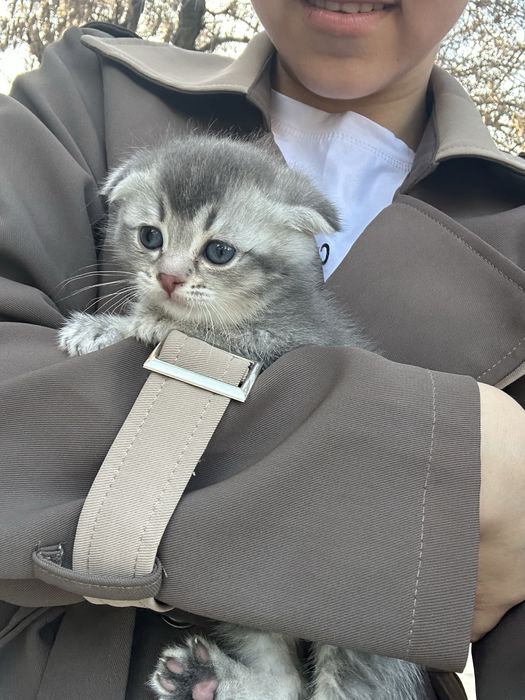 Шатланские котёнкий