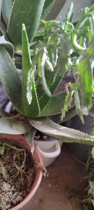 Алоэ гуллари сотилади.30 Минг сумдан 200  Минг сумгача