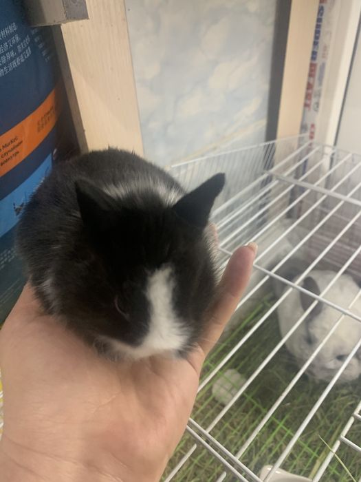 Кролик декоративный