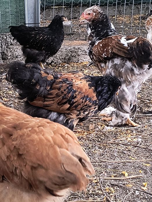 Brahma porțelan și gold laced