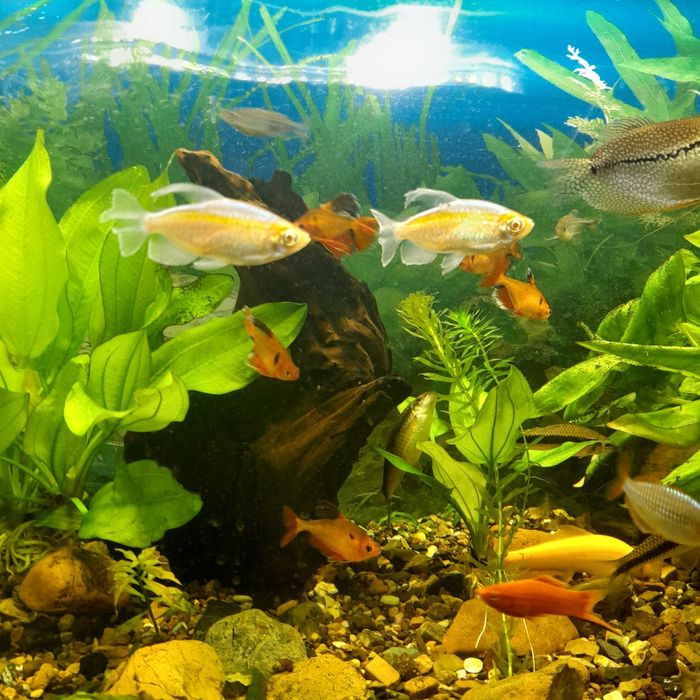 Аквариум 180л и тумба под него