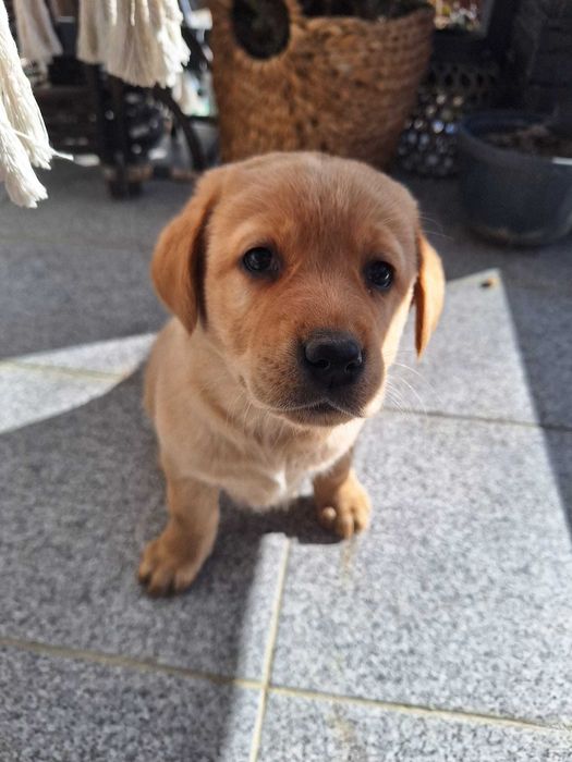 Pui Labrador Retriever