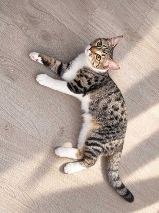 Ласковая кошечка, 5мес