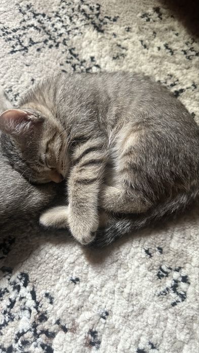 Отдам даром котят в хорошие руки