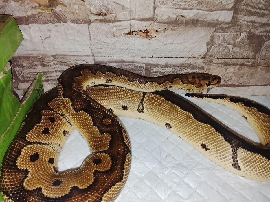 Королевский питон