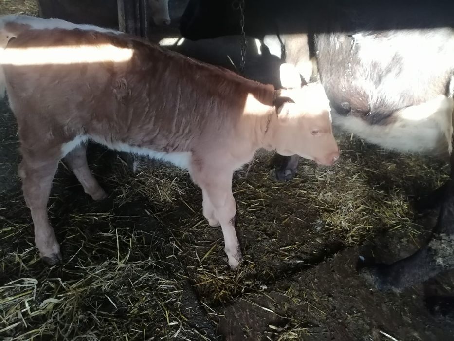 Vând 2 tăurași și 2 vițele