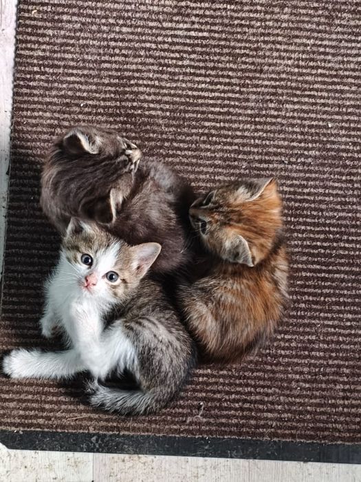 Котята в добрые руки