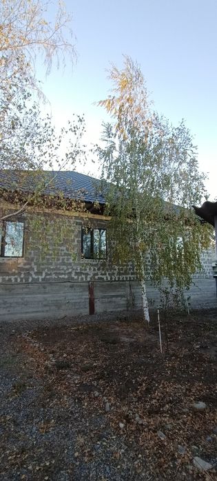 Отдам березы на дрова 2 шт