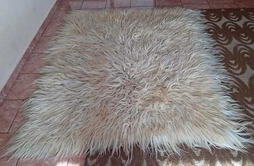 Халище  без забележки с 17 см косъм