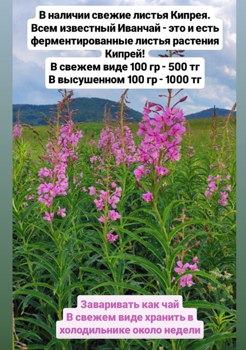 Свежие листья растения кипрей (Иван-чай)