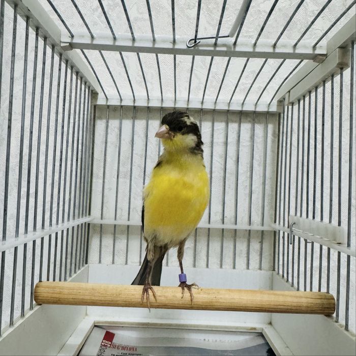 -4 oylik moda Kanareyka sotiladi