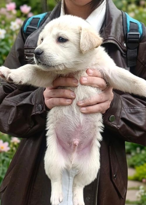 Щенки в добрые руки