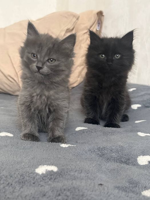 Котята в хорошие руки