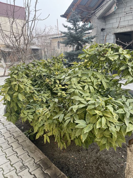 Аукуба. Золотое дерево. Aukuba. Tillo daraxti