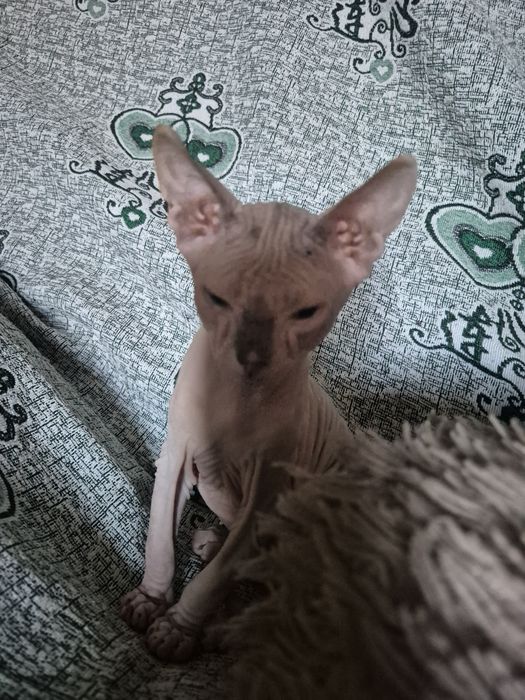 Котёнок сфинкс девочка