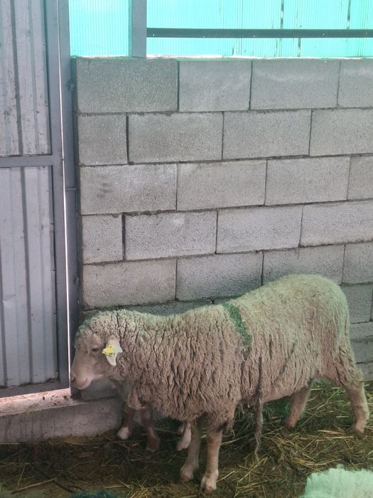Продам овцу   с ягненком