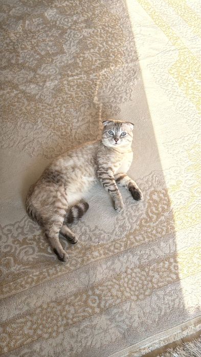 Шотландский вислоухий Кот