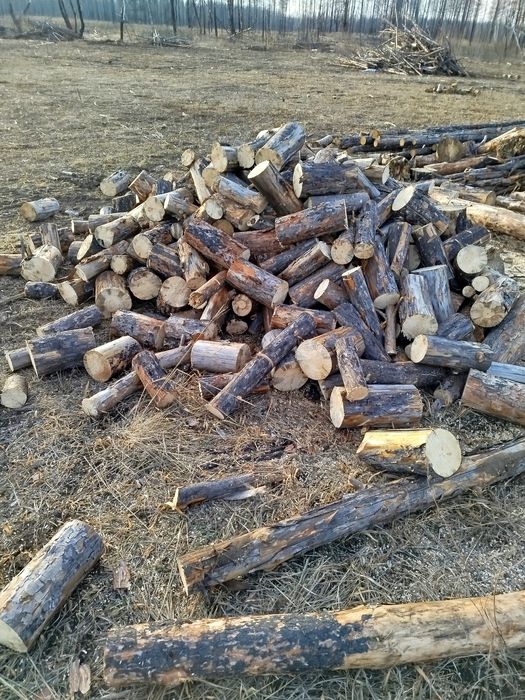 Дрова сосна в мешках сухая.