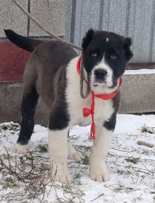 Мощный Алабайчик.