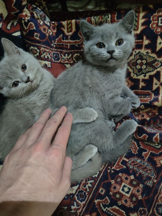 котята скоттиш страйт