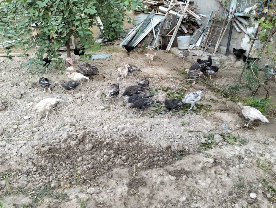 Продается цыплята индюка