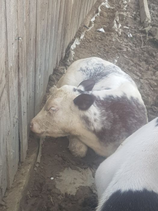 Vând 3  vaci 2 mari si una mică