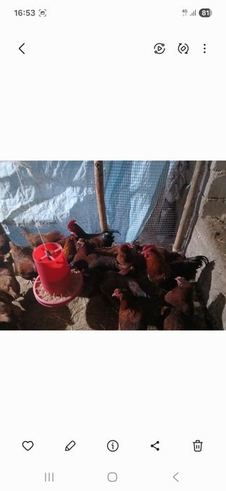 Хянхап товуклар тухуми бор ункубатор учун