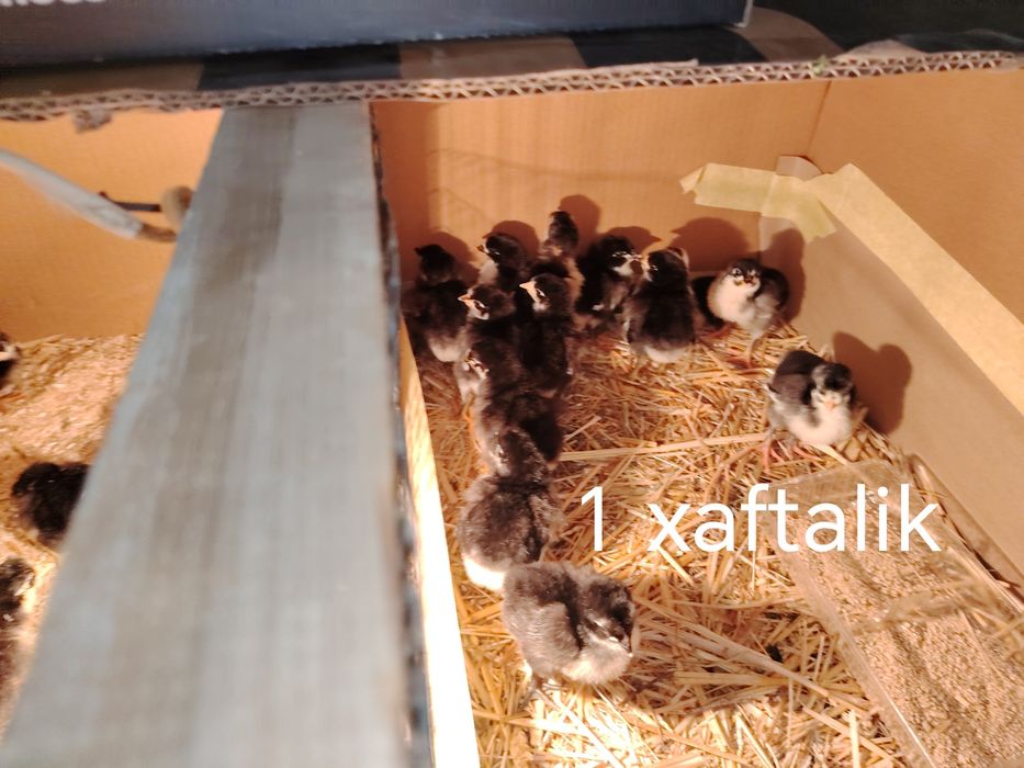 Qorashaxzoda--avstrolop--kurka jojalari sotiladi sog'lom