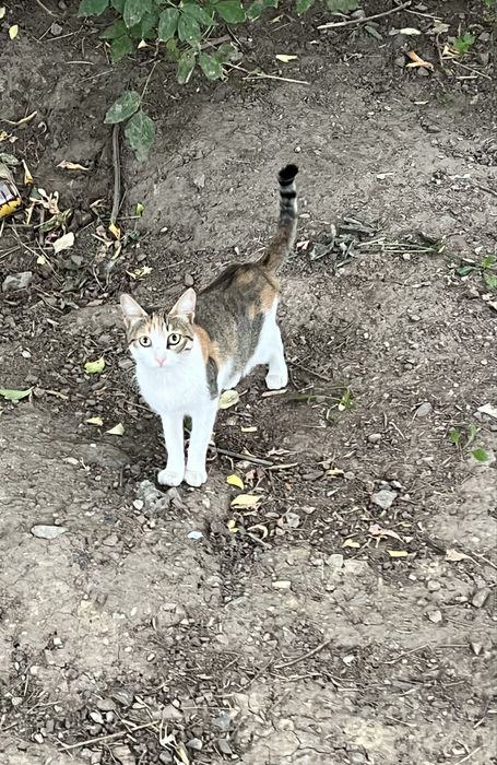 Котенок кошки кот