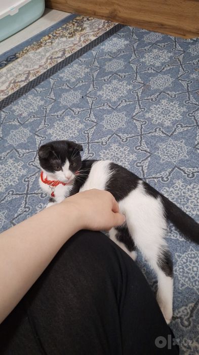 Mushuk sotiladi uyi qum idishi mushukni ozi