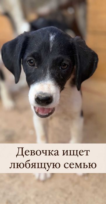 Пристраиваются щенки
