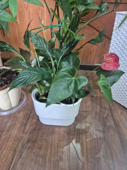 Цветы в горшке 2-видов