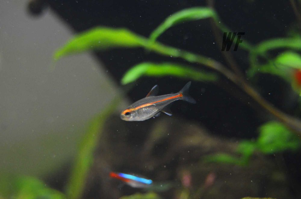 Аквариумные рыбки