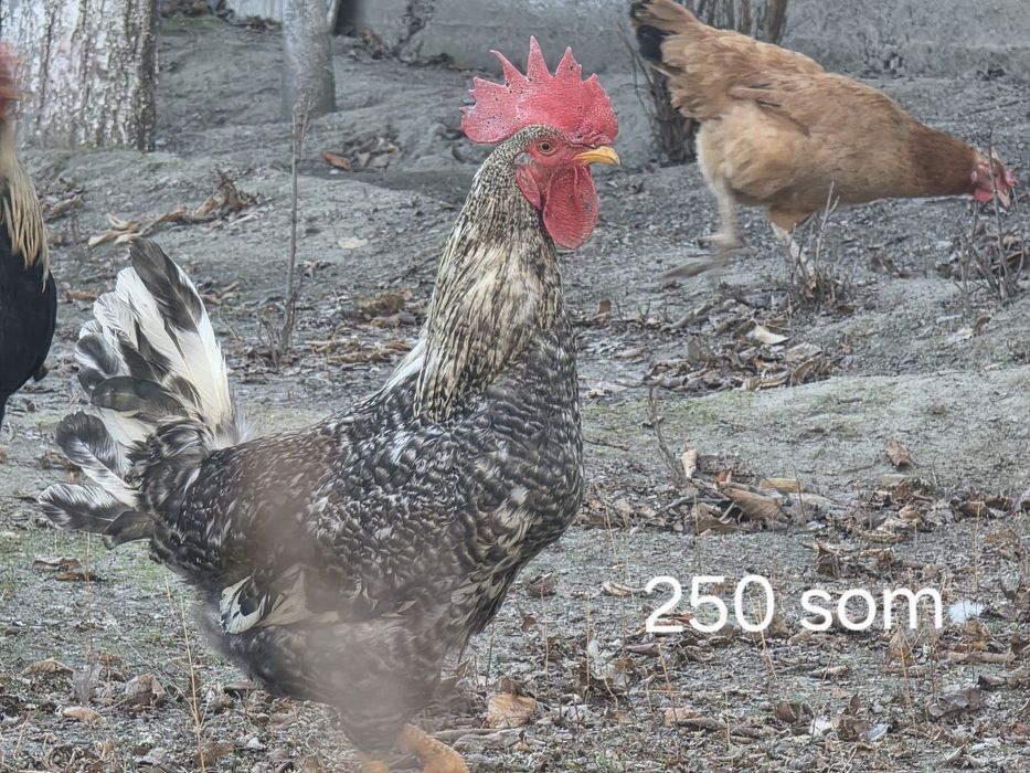 Uy xorozlari sotiladi va  Zotor xorozlar