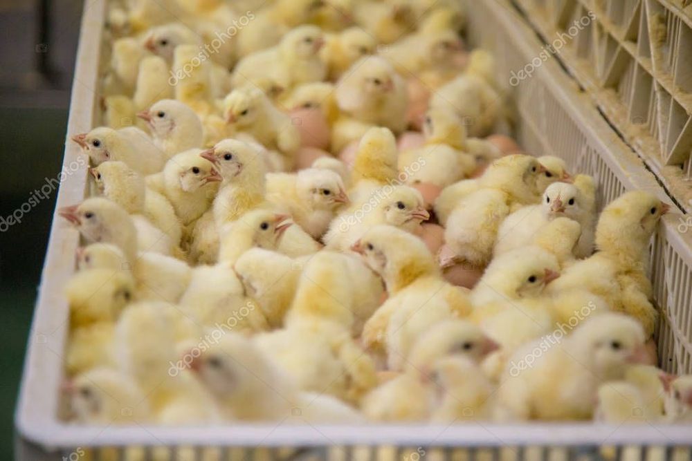 Суточный бройлеры