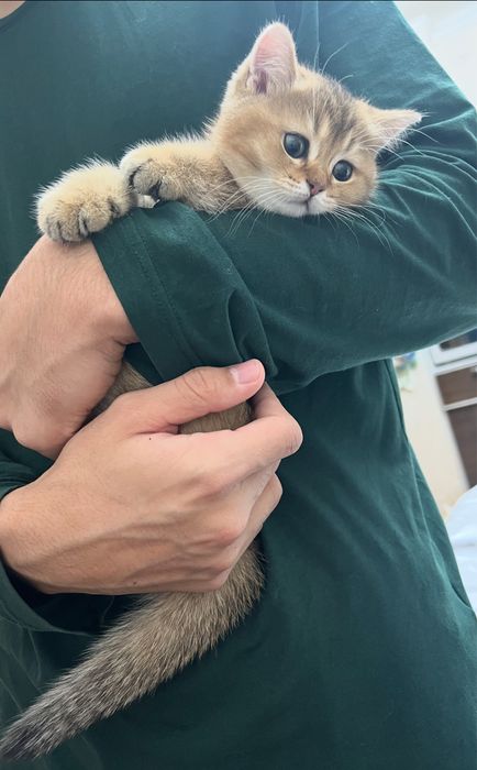 Шотландские котята