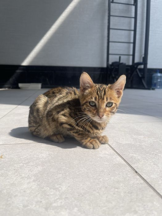 Bengalskiy toza mushu