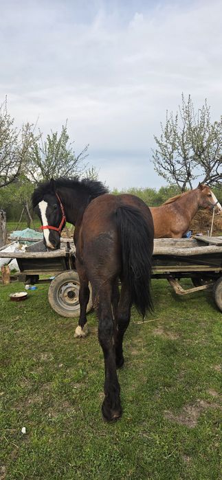 Mânz de vânzare      .