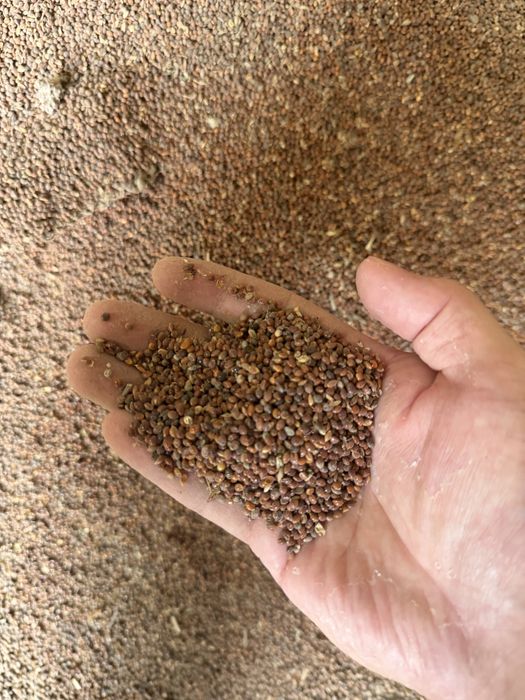 Срочно продам просо 45