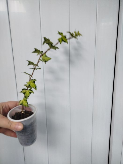 Продам хедеру плющ