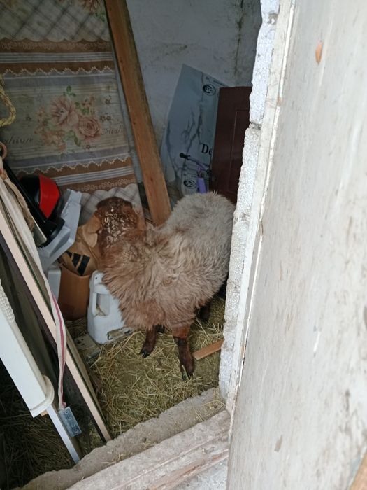 Бордақы ұрғашы тоқты