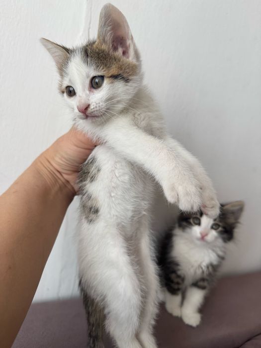 Бесплатно котята в добрые руки.
