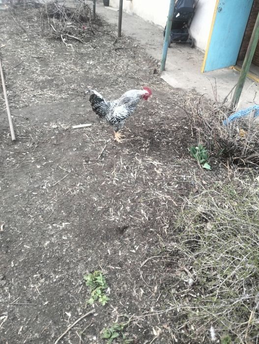 В продаже петух 1.5 года