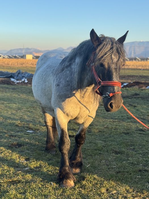 Manza gestanta muceda de 3 ani