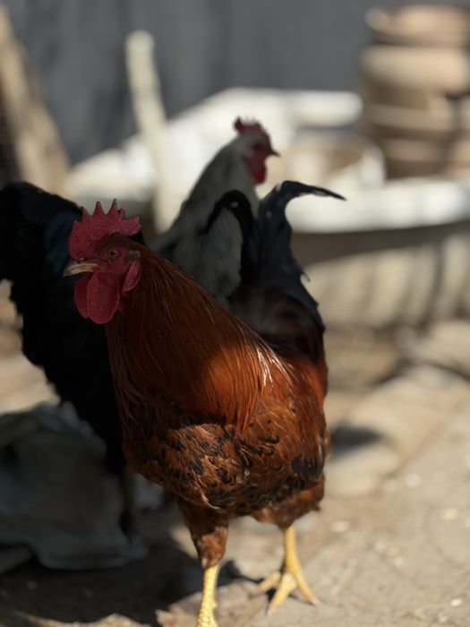 Продам петушков молодые