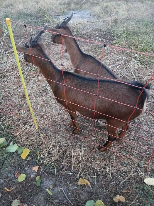 Capre gestante metis de anglolubian