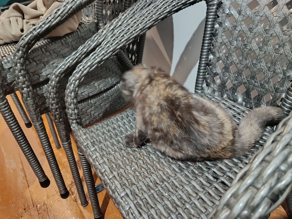 Mushuk koshka кошки кошка девочка