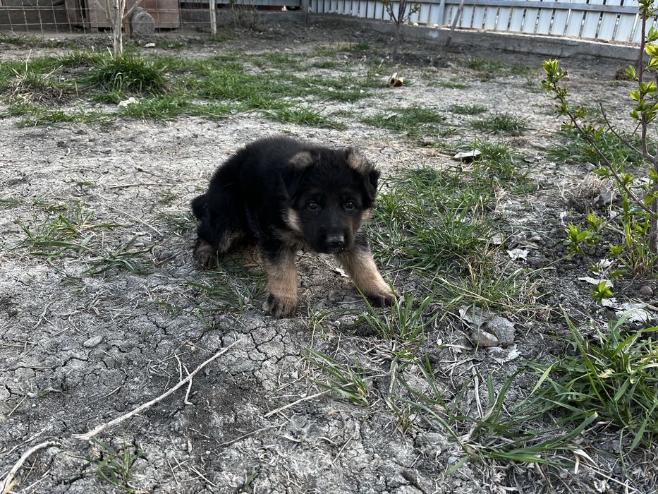 Немецкая овчарка